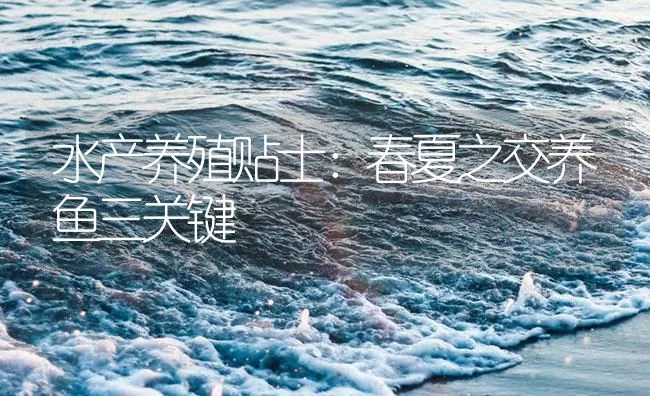 水产养殖贴士：春夏之交养鱼三关键 | 海水养殖技术