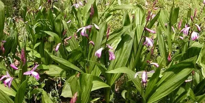 白芨的田间管理要点