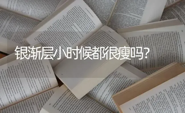 银渐层小时候都很瘦吗？ | 动物养殖问答