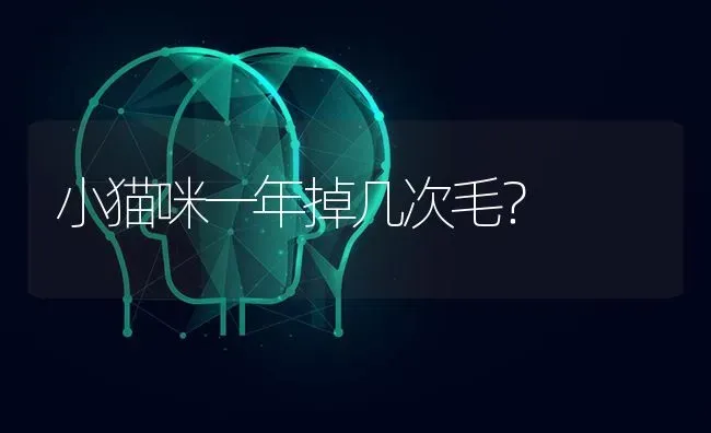 小猫咪一年掉几次毛？ | 动物养殖问答