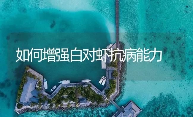 如何增强白对虾抗病能力 | 海水养殖技术