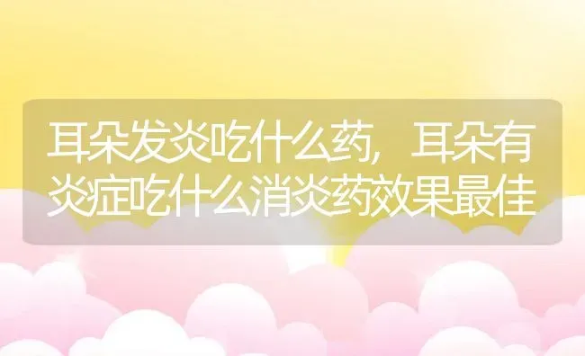 耳朵发炎吃什么药,耳朵有炎症吃什么消炎药效果最佳 | 宠物百科知识