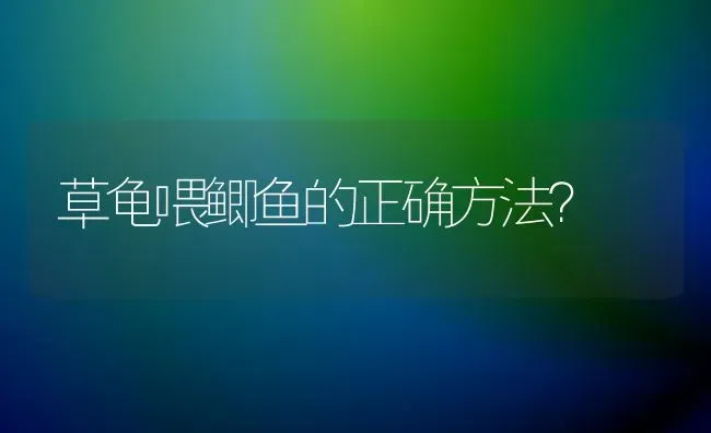 草龟喂鲫鱼的正确方法？ | 动物养殖问答