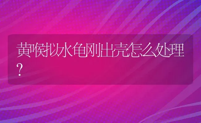 黄喉拟水龟刚出壳怎么处理？ | 动物养殖问答