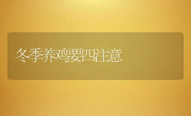 冬季养鸡要四注意 | 动物养殖饲料