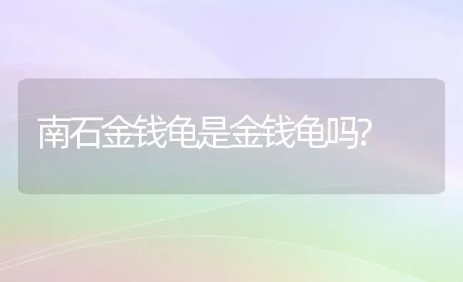 南石金钱龟是金钱龟吗? | 动物养殖问答