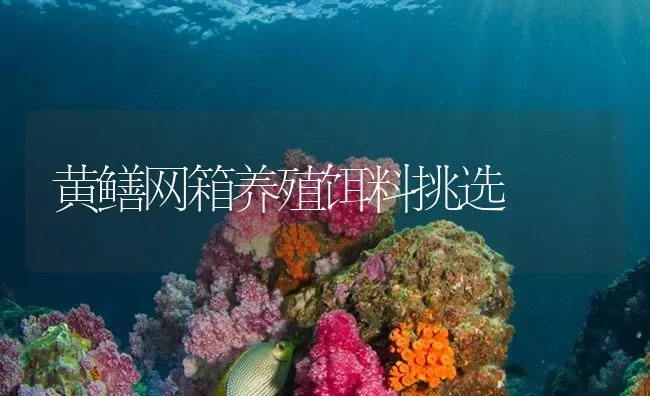 黄鳝网箱养殖饵料挑选 | 海水养殖技术