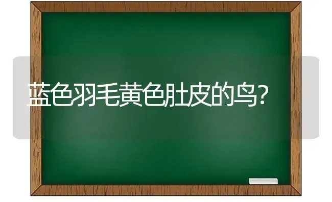 蓝色羽毛黄色肚皮的鸟？ | 动物养殖问答