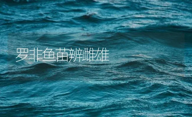 罗非鱼苗辨雌雄 | 海水养殖技术