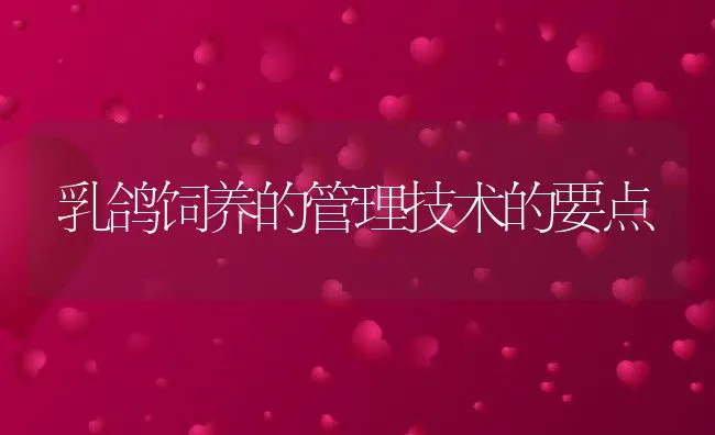 乳鸽饲养的管理技术的要点 | 动物养殖饲料