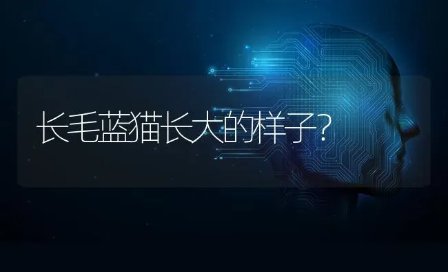 长毛蓝猫长大的样子？ | 动物养殖问答