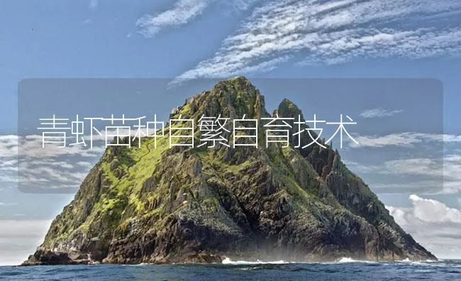 青虾苗种自繁自育技术 | 海水养殖技术