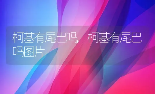 柯基有尾巴吗,柯基有尾巴吗图片 | 宠物百科知识