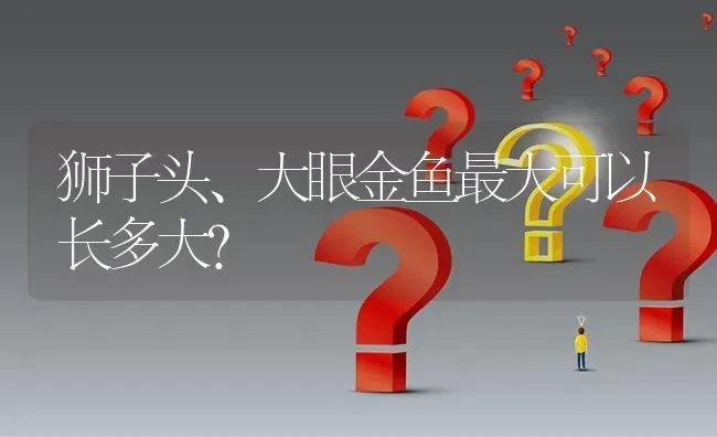 狮子头、大眼金鱼最大可以长多大？ | 鱼类宠物饲养