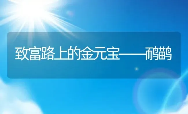 致富路上的金元宝——鸸鹋 | 动物养殖教程