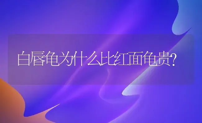 白唇龟为什么比红面龟贵？ | 动物养殖问答