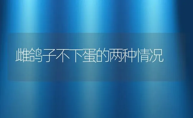 雌鸽子不下蛋的两种情况 | 水产养殖知识