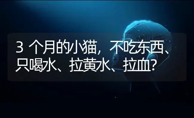 3个月的小猫，不吃东西、只喝水、拉黄水、拉血？ | 动物养殖问答