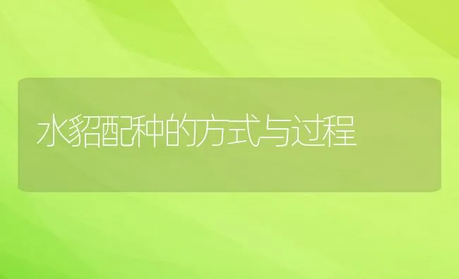 水貂配种的方式与过程 | 水产养殖知识