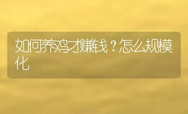 如何养鸡才赚钱？怎么规模化 | 动物养殖百科