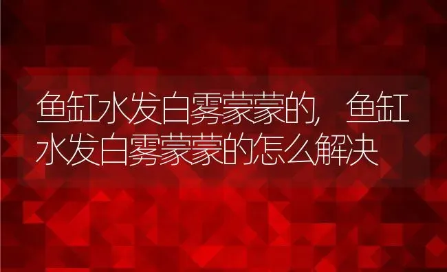 鱼缸水发白雾蒙蒙的,鱼缸水发白雾蒙蒙的怎么解决 | 宠物百科知识