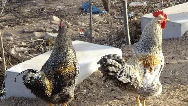 怎样养殖芦花鸡 芦花鸡养殖技术与注意事项