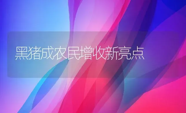 黑猪成农民增收新亮点 | 家畜养殖技术