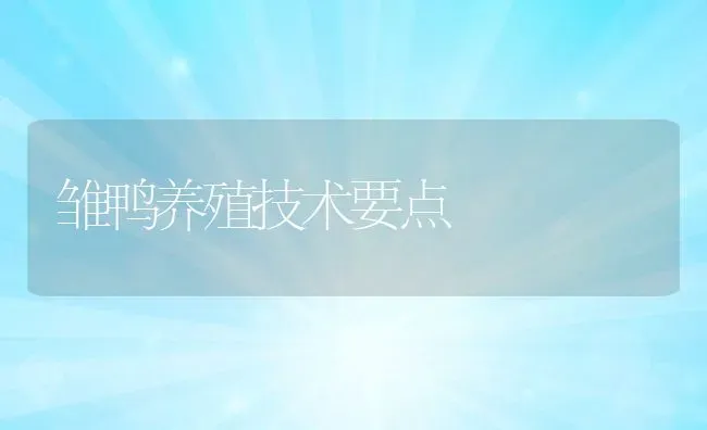 雏鸭养殖技术要点 | 家畜养殖技术