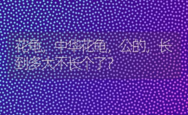 花龟，中华花龟，公的，长到多大不长个了？ | 动物养殖问答