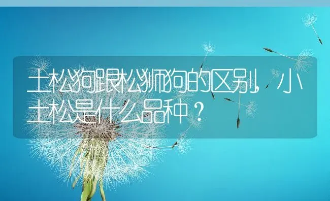 西伯利亚鼯鼠,西伯利亚鼯鼠可以养吗 | 宠物百科知识