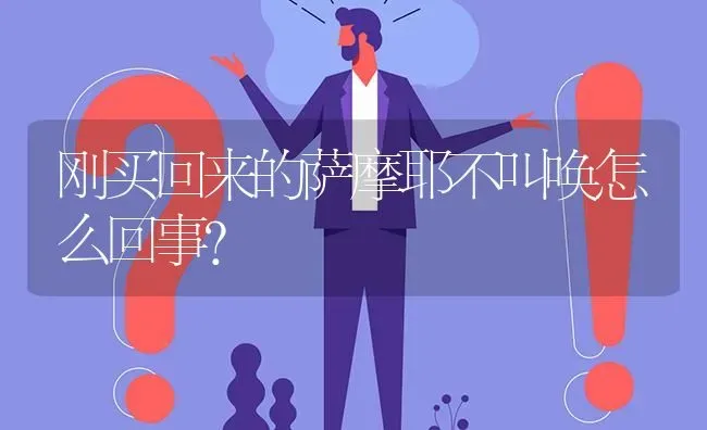 刚买回来的萨摩耶不叫唤怎么回事？ | 动物养殖问答