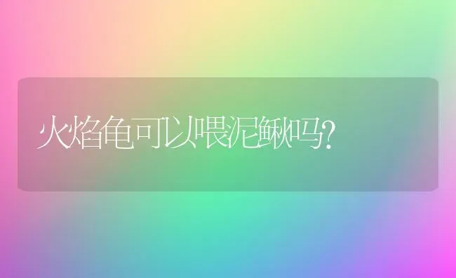 火焰龟可以喂泥鳅吗？ | 动物养殖问答