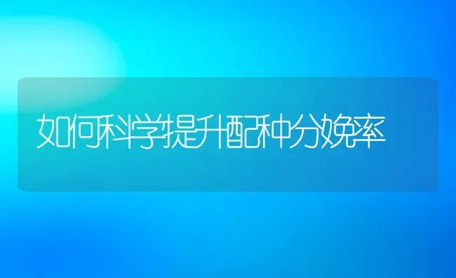 贵妃鸡苗育雏饲养 | 动物养殖百科