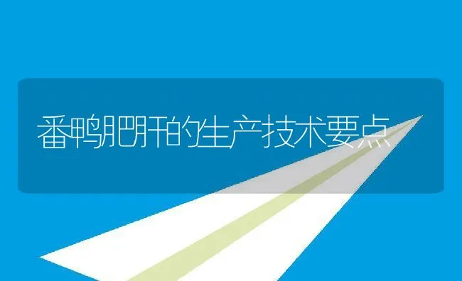 番鸭肥肝的生产技术要点 | 动物养殖饲料