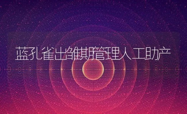 蓝孔雀出雏期管理人工助产 | 动物养殖教程