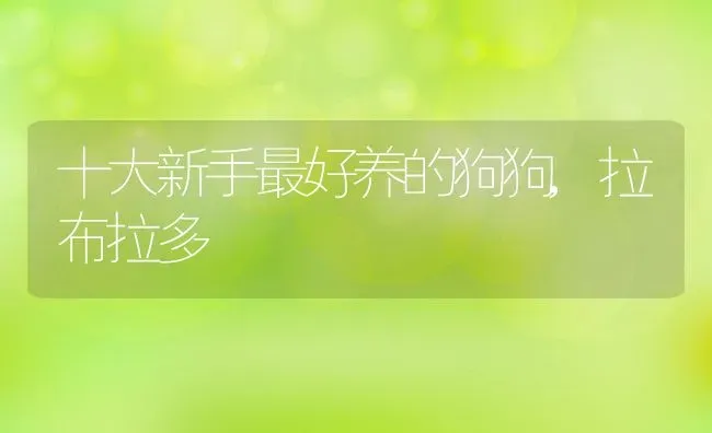 十大新手最好养的狗狗,拉布拉多 | 宠物百科知识