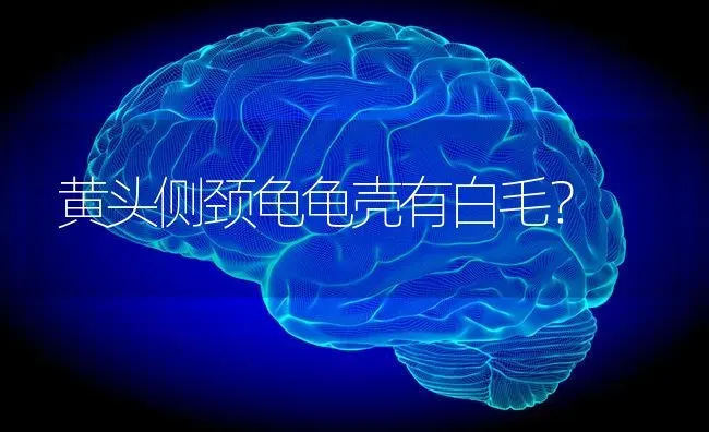 黄头侧颈龟龟壳有白毛？ | 动物养殖问答