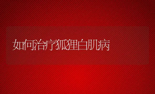 如何治疗狐狸白肌病 | 水产养殖知识