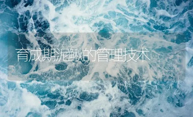 育成期泥鳅的管理技术 | 海水养殖技术