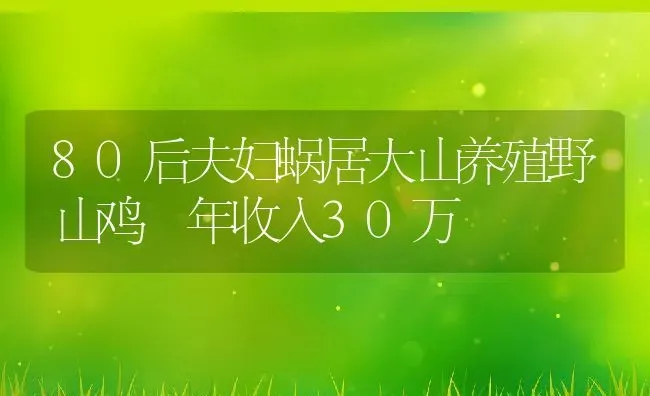 80后夫妇蜗居大山养殖野山鸡 年收入30万 | 动物养殖教程