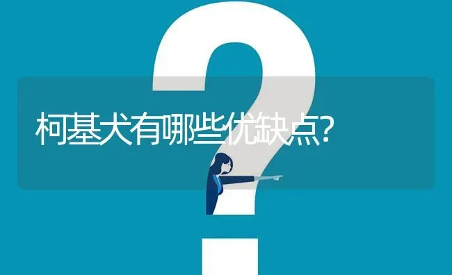 柯基犬有哪些优缺点？ | 动物养殖问答