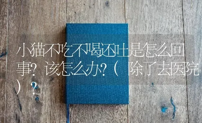 小猫不吃不喝还吐是怎么回事?该怎么办?(除了去医院)？ | 动物养殖问答