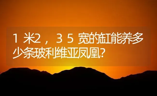 1米2,35宽的缸能养多少条玻利维亚凤凰？ | 鱼类宠物饲养