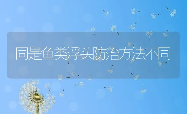 鲤鱼穿孔病症状及防治技术 | 海水养殖技术