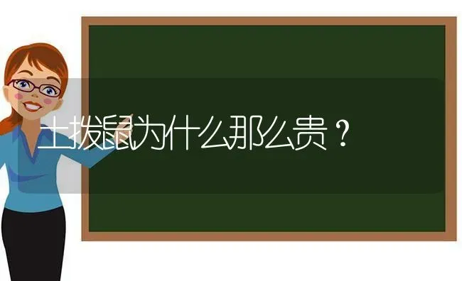 土拨鼠为什么那么贵？ | 动物养殖问答