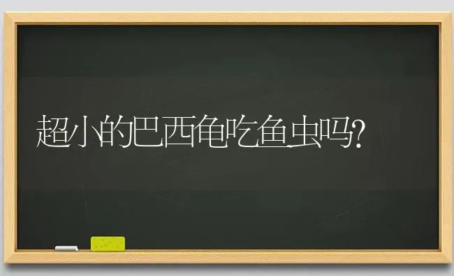 超小的巴西龟吃鱼虫吗？ | 动物养殖问答