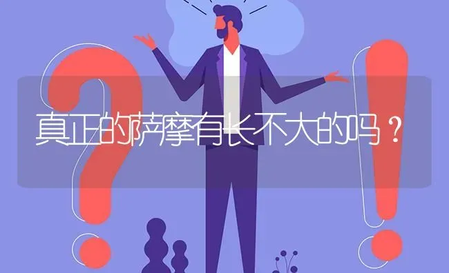 真正的萨摩有长不大的吗？ | 动物养殖问答