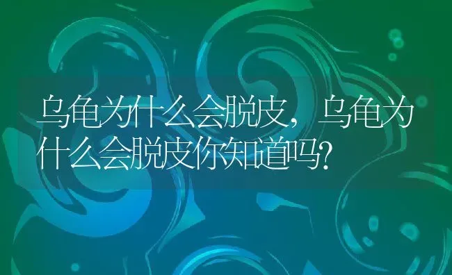 乌龟为什么会脱皮,乌龟为什么会脱皮你知道吗? | 宠物百科知识