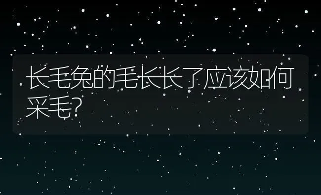 长毛兔的毛长长了应该如何采毛？ | 动物养殖百科