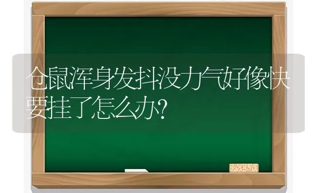 仓鼠浑身发抖没力气好像快要挂了怎么办？ | 动物养殖问答